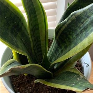 Meet your Posher, Lozano